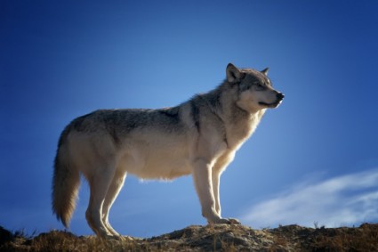 wolf_predator_wildlife_238796